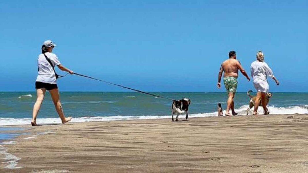 claves-para-convivir-y-disfrutar-en-las-playas-pet-friendly
