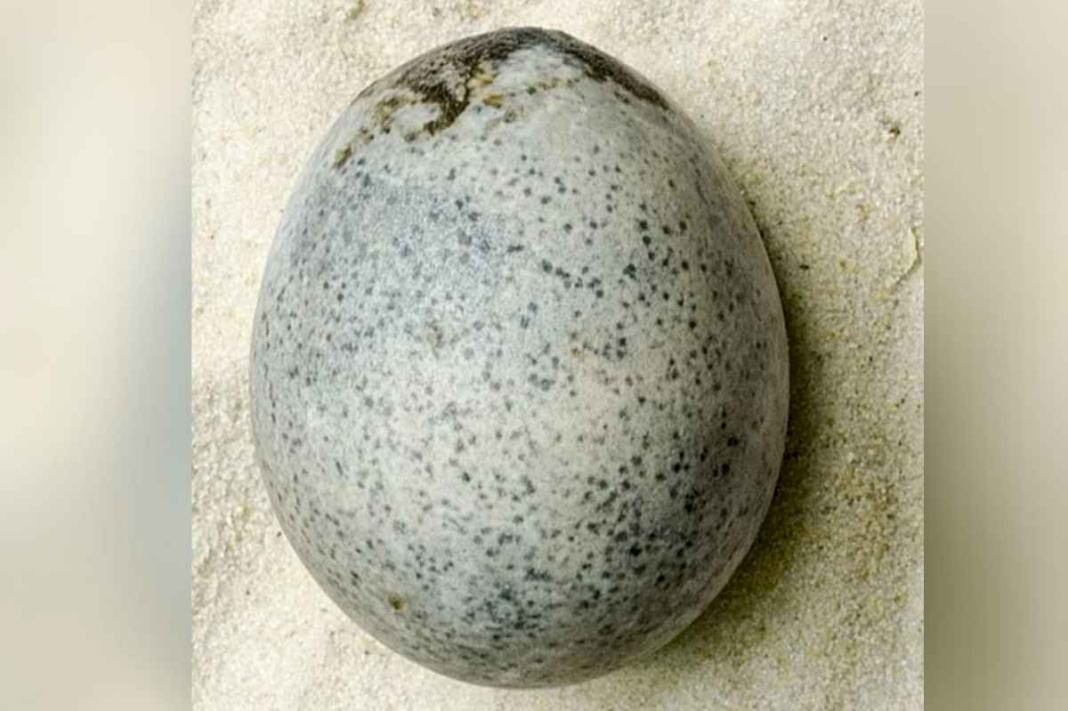encontraron-un-huevo-de-gallina-de-1700-anos-y-quedaron-sorprendidos-con-lo-que-habia-en-su-interior:-se-movia