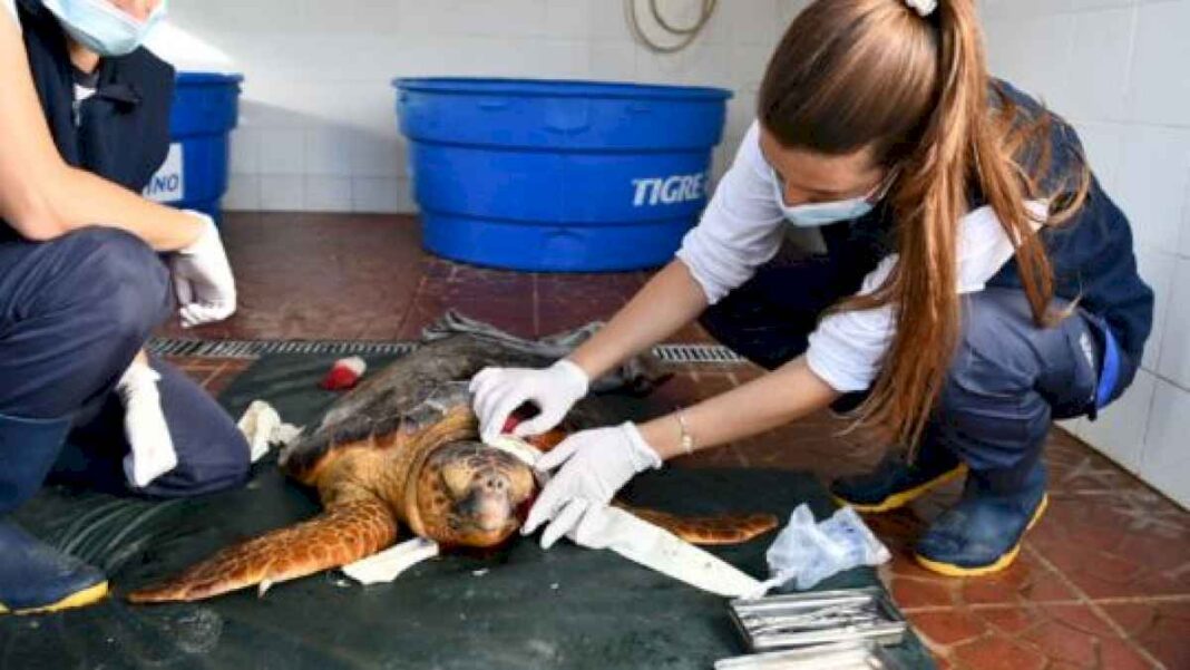 mira-la-tortuga-cabezona-que-rescataron-tras-ser-gravemente-herida-por-una-helice