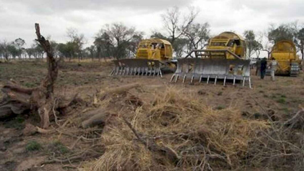 denuncian-que-santiago-del-estero-es-la-provincia-con-mas-bosques-deforestados2