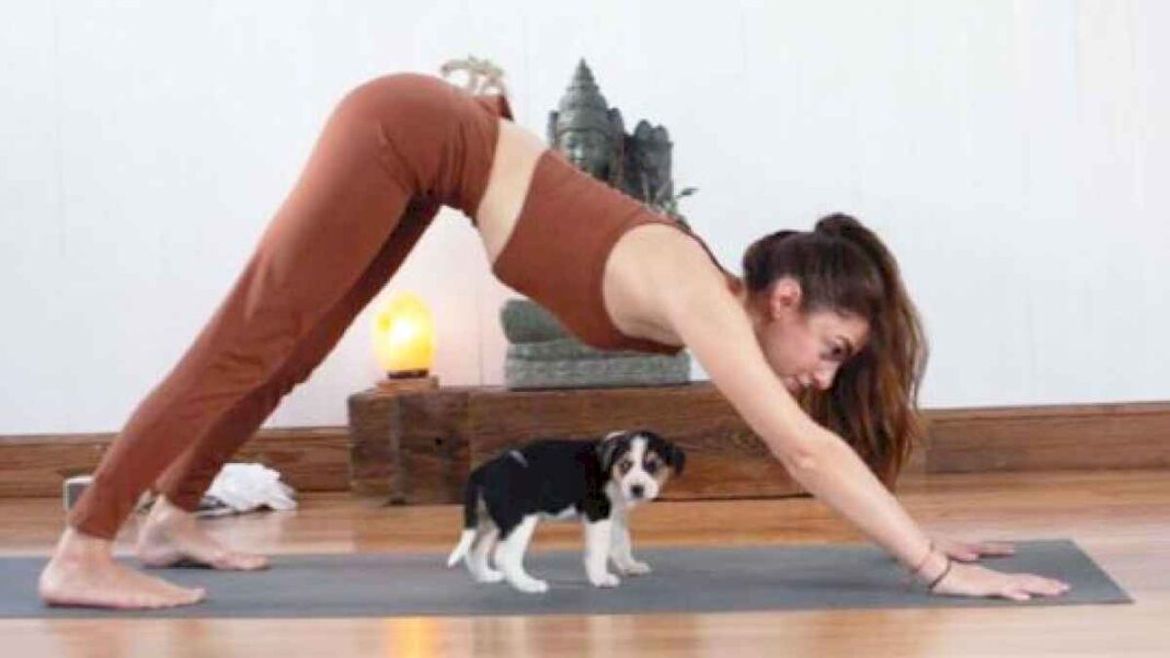 yoga-con-perros,-la-experiencia-de-relajacion-y-conexion-para-adoptar