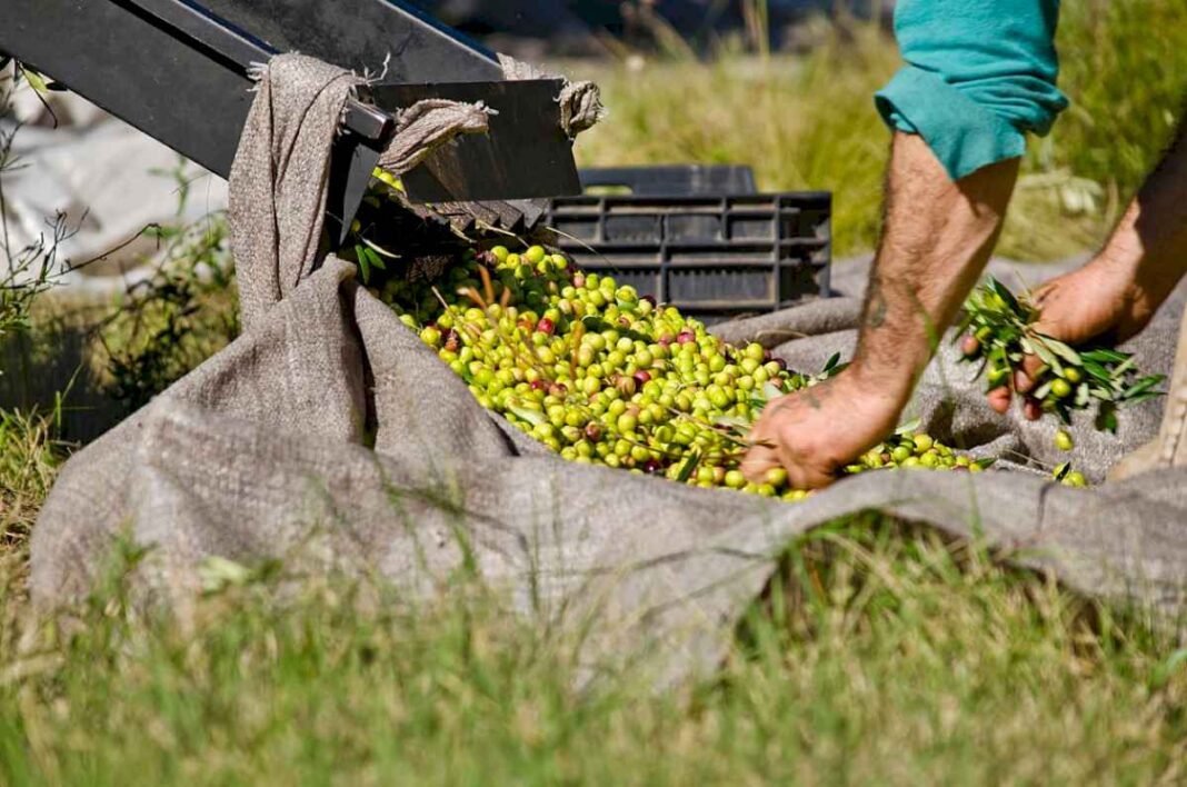 ruta-del-olivo:-un-nuevo-circuito-entre-sierras-y-arroyos-para-degustar-aceites-de-calidad