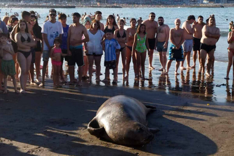 Otro elefante marino en Villa Gesell