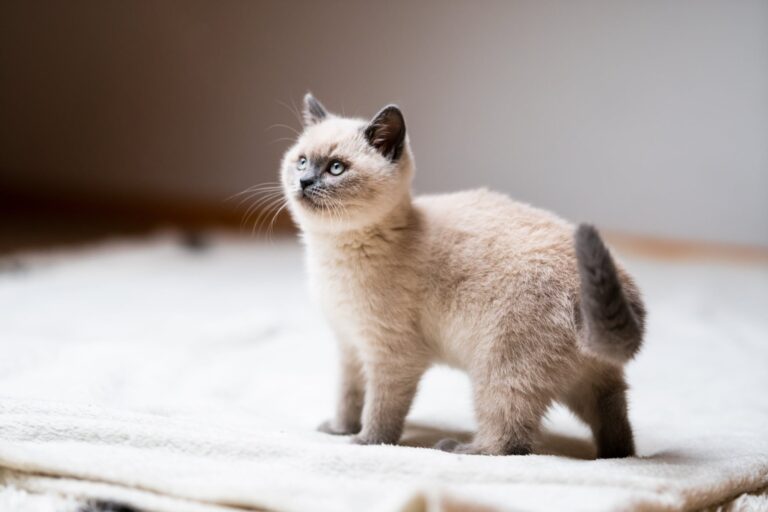 Los cinco consejos más importantes si querés adoptar un gato