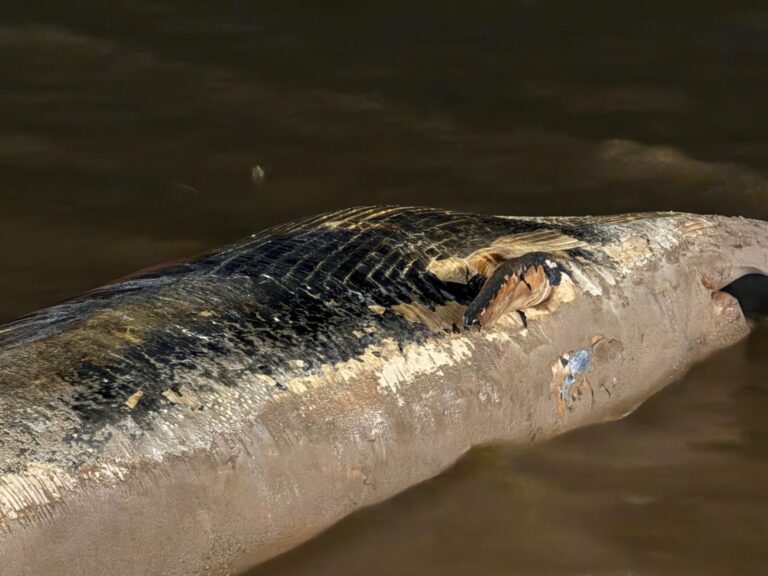 Ballena muerta. Por qué varó en el Río de la Plata?