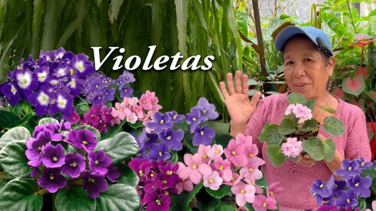 La crueldad y el perfume de violetas