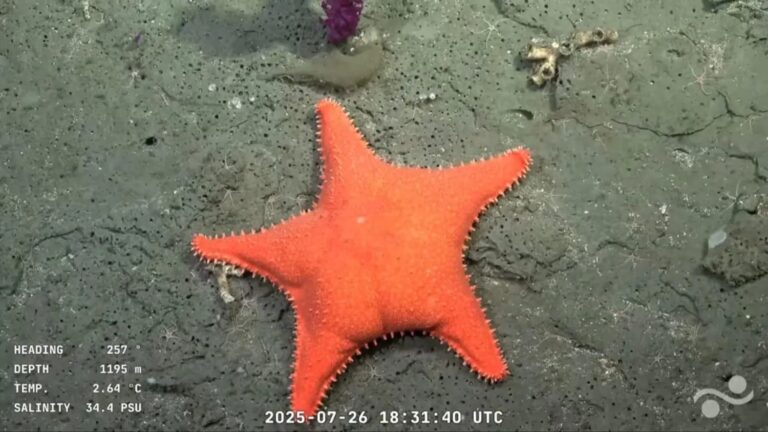 El Conicet lanzó una expedición en el fondo del Cañón de Mar del Plata y lo muestra en un streaming