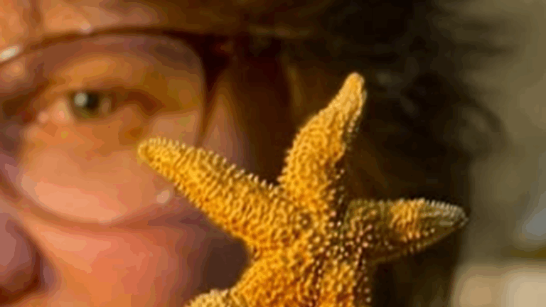 Furor marino: lo que siempre quisiste saber sobre las estrellas de mar y no te animaste a preguntar