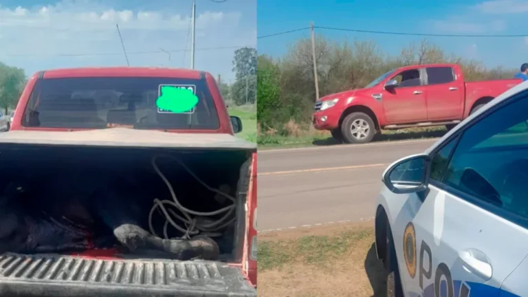 Detuvieron una camioneta en un control de tránsito en Entre Ríos y decomisaron un animal que llevaba carneado