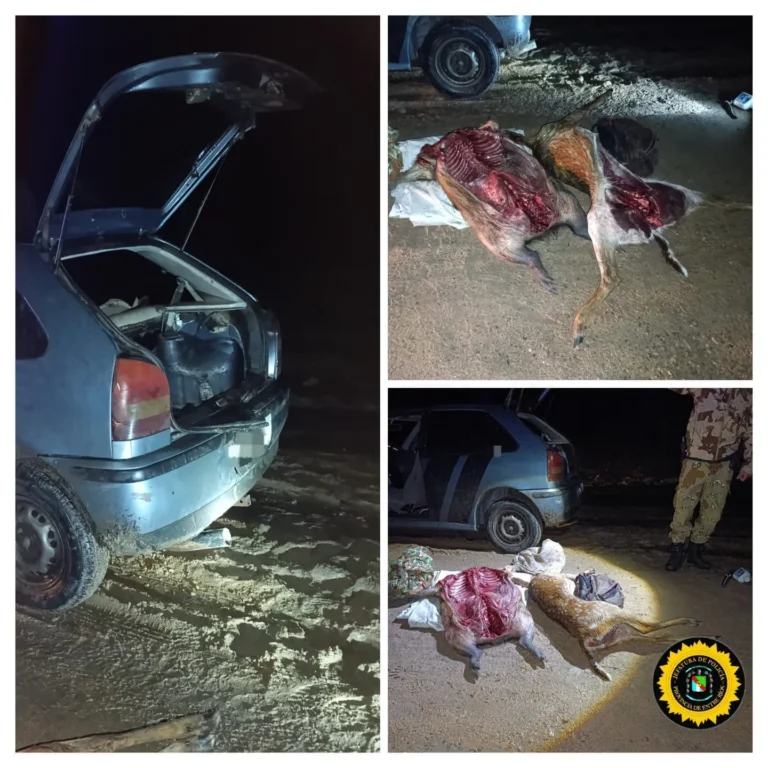 Venían de caza con un carpincho y un ciervo eviscerado en el baúl y con una cria de ciervo axis viva en el baúl del auto.