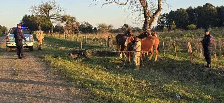 SINIESTRO VIAL EN AV. RUCCI: DOS MOTOCICLISTAS CHOCAN CONTRA CABALLOS