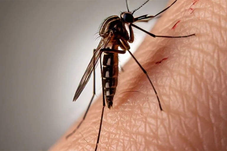 Alerta sanitaria: activan protocolos por posible caso de chikungunya en Concepción del Uruguay