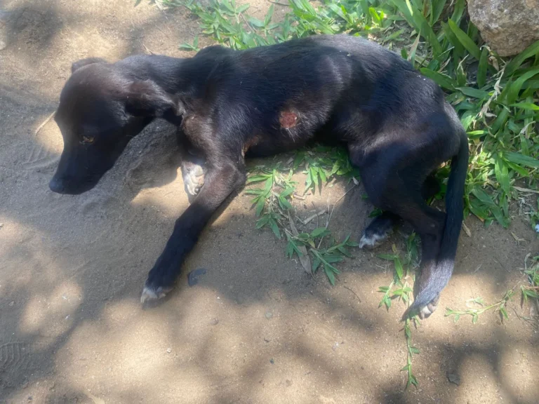 La PER actúo en la constatación de un perro maltratado y la fiscal ordenó su secuestro y entrega a Conciencia Animal