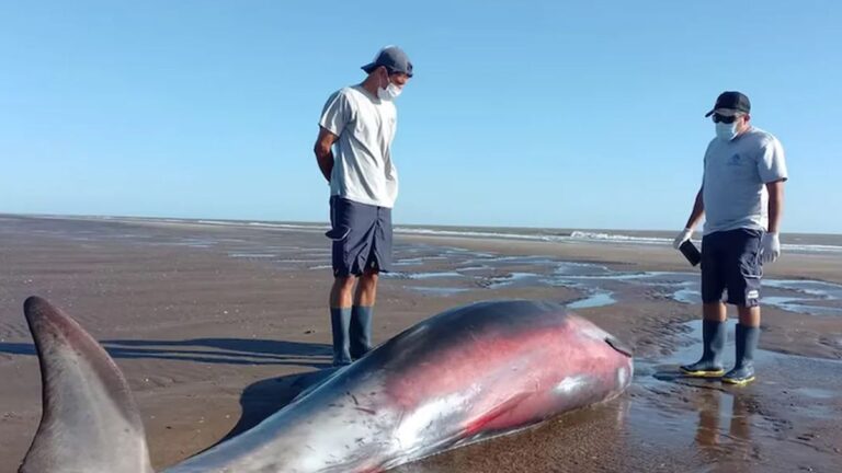 Sorpresa en San Clemente por la aparición de un zifio
