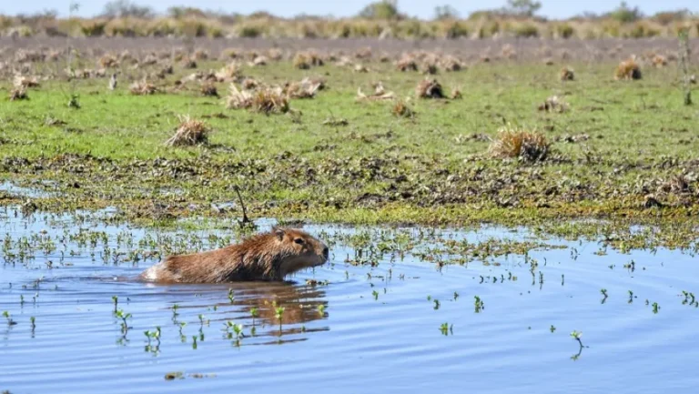 La Justicia confirmó el cese del desmonte y la recomposición ambiental en el Arroyo Perucho Verna en Colón