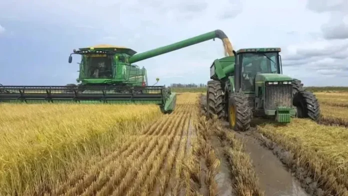 cosecha-arroz-entre-rios-avanza-desafios-condiciones-climaticas Tractor cosechando arroz en un campo de Entre Ríos bajo un cielo nublado
