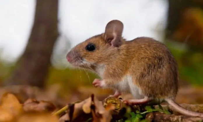 entre-rios-hantavirus-casos-record-temporada-actual Mapa de Entre Ríos con icono de alerta sanitaria, representando la situación del Hantavirus en la provincia.