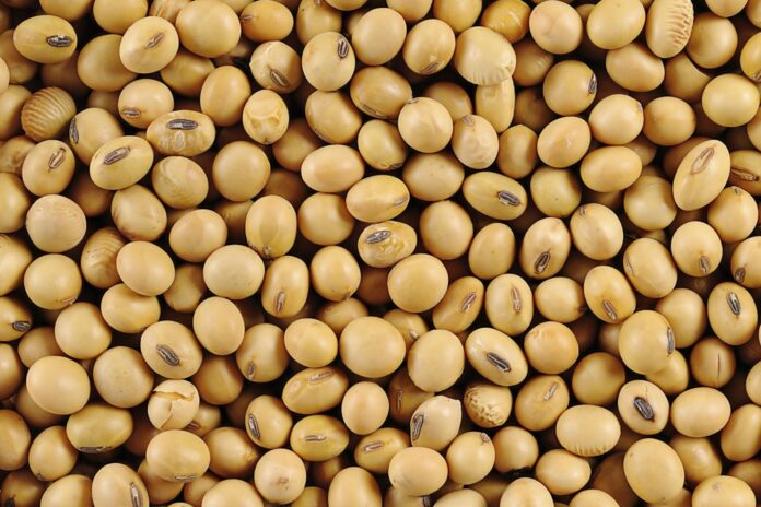 Mercados agrícolas globales: volatilidad y fondos marcan el ritmo