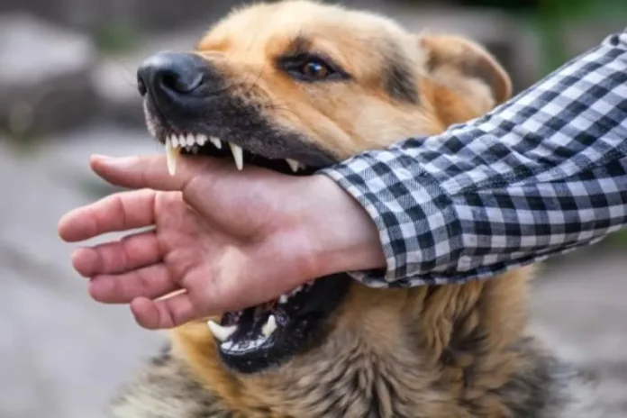aumento-mordeduras-perros-entre-rios-2025-informe-salud Gráfico estadístico sobre mordeduras de perros y persona caminando con perro con correa en un parque