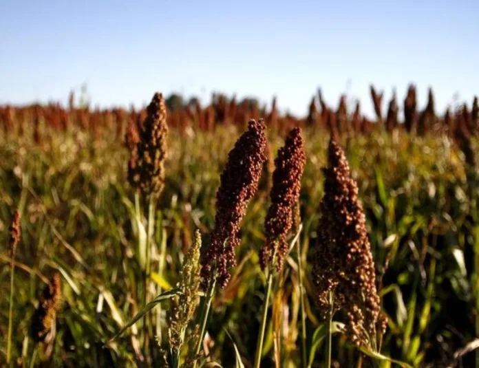 Campo de sorgo en la provincia de Entre Ríos