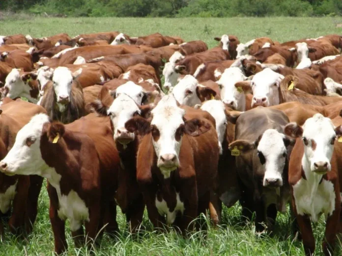 cooperativismo-agropecuario-retraso-consumo-granos-carnes-blancas-1 Campo de trigo maduro en Entre Ríos, con un tractor de fondo, representando la producción agropecuaria