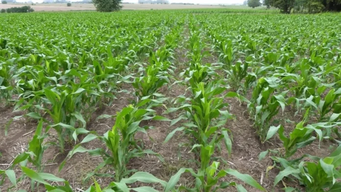 Campo de maíz en la provincia de Entre Ríos durante la cosecha.