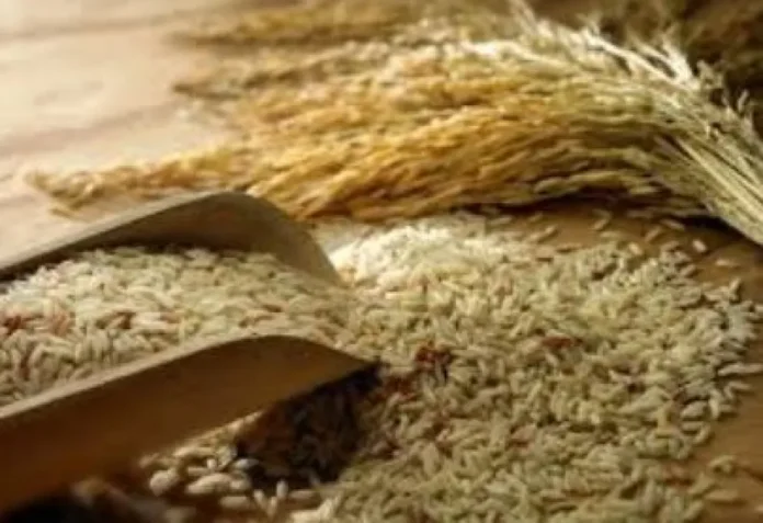 Campo de arroz en Entre Ríos con maquinaria agrícola
