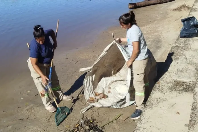 gualeguaychu-bajante-rio-retiran-residuos-limpieza Operativo de limpieza en la ribera del Río Gualeguaychú durante una bajante, con personal municipal retirando residuos.