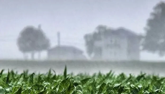 Campo entrerriano con suelo húmedo después de las lluvias de abril