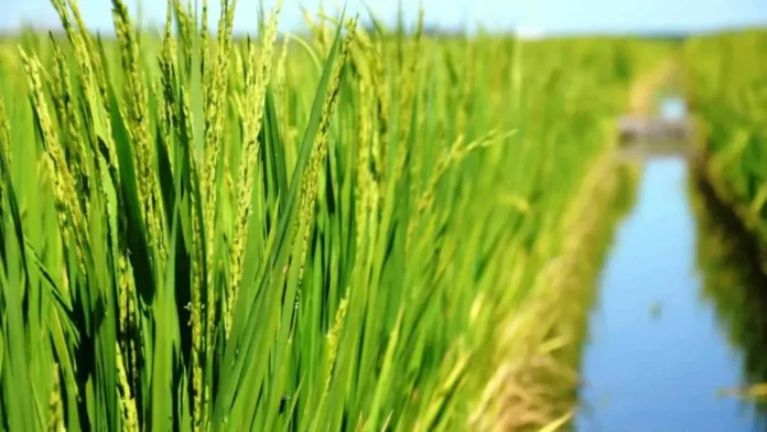 produccion-arroz-caida-19-porciento-entre-rios Campo de arroz en Entre Ríos con cosechadora trabajando