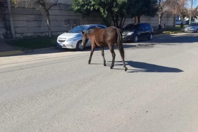 refuerzan-controles-caballos-ejido-urbano-gualeguaychu Mapa esquemático que muestra los límites del ejido urbano de Gualeguaychú mencionados en la ordenanza.