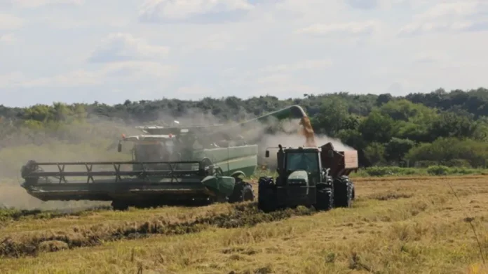 Campo de arroz en la provincia de Entre Ríos, actividad clave de la economía regional.