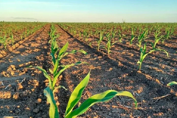 Campo de maíz en Entre Ríos durante la campaña 2025/26