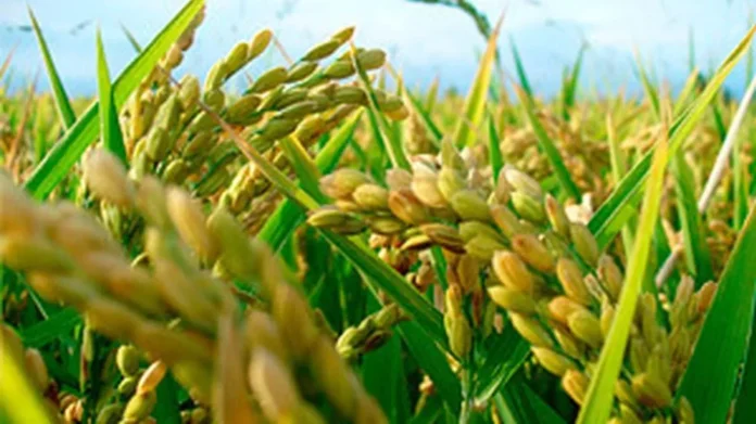 Campo de arroz en Entre Ríos con cosechadora
