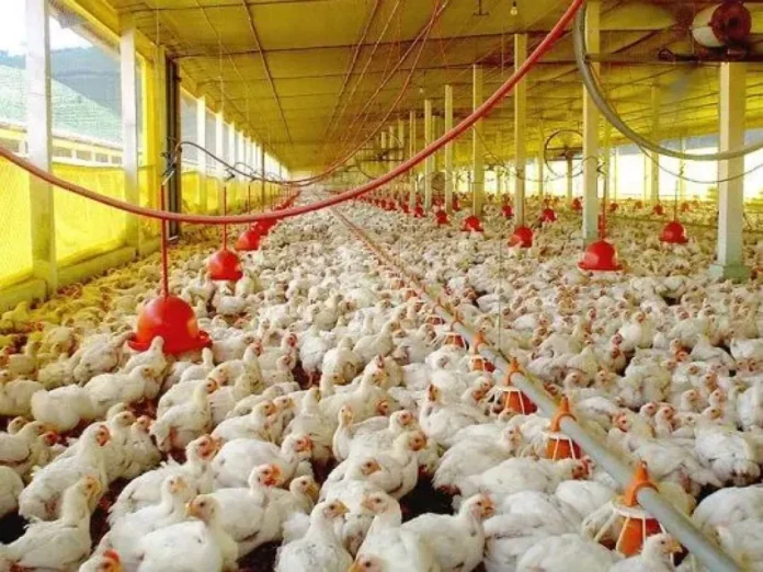 record-importaciones-carne-aviar-productores-entrerrianos Granja avícola en Entre Ríos con gallinas y pollos