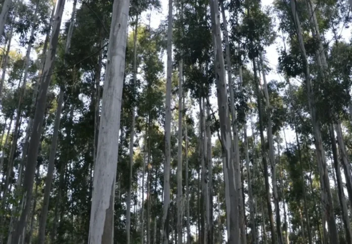desde-el-24-de-junio-censaran-la-cadena-forestal-entrerriana Censo forestal en Entre Ríos