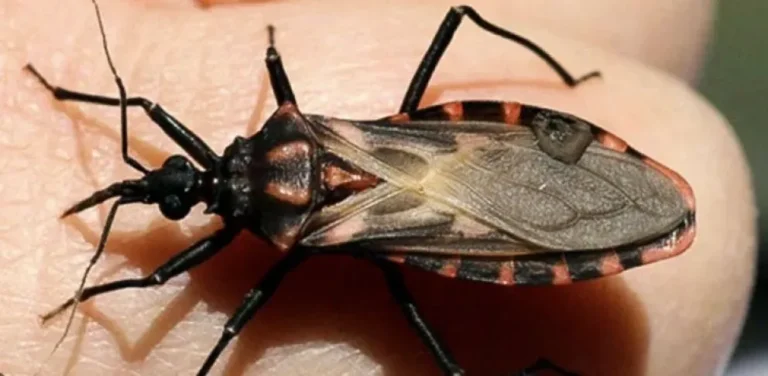 Gráfico con datos de casos de Chagas en Entre Ríos entre 2022 y 2025