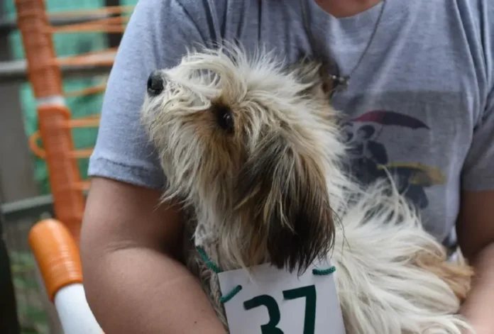 Mascotas en un operativo de castración municipal