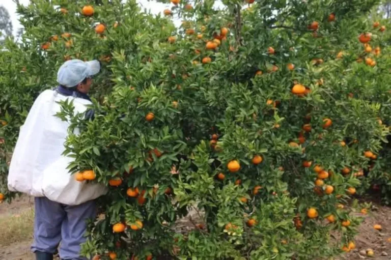 Plantación de cítricos en Entre Ríos