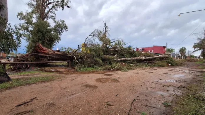 Operativos de limpieza y remoción de árboles en Concordia tras el temporal