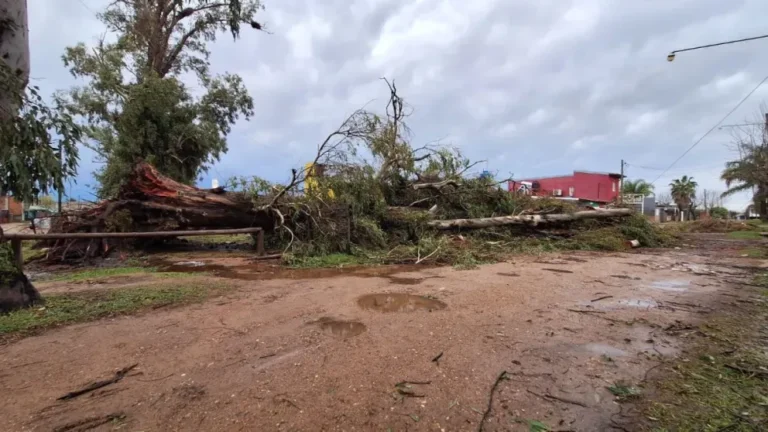 Operativos de limpieza y remoción de árboles en Concordia tras el temporal