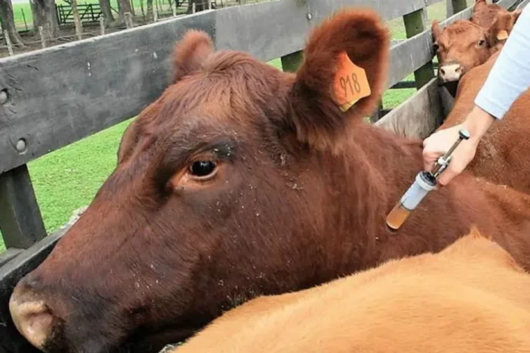Terneros en campo entrerriano durante campaña de vacunación