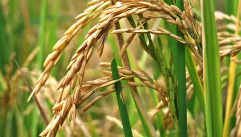 Campo de arroz en Entre Ríos