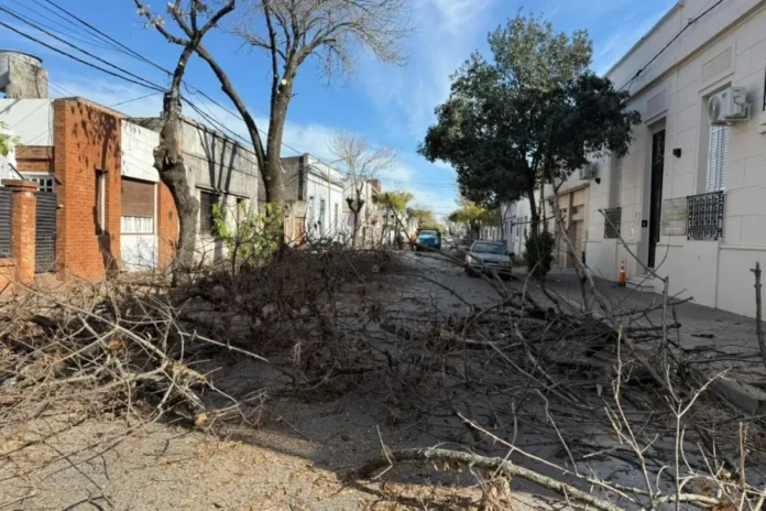 Árboles podados en la calle Doello Jurado de Gualeguaychú