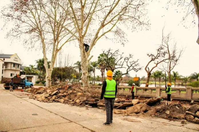 Poda de árboles en la Costanera de Gualeguaychú