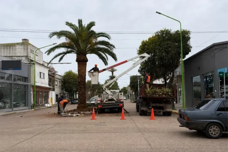 Poda de palmeras en avenida de Gualeguaychú para instalar sensores contra picudo rojo