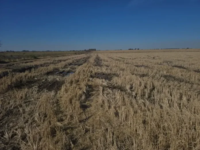 productores-arroceros-reportan-una-caida-en-la-superficie-cultivada-en-entre-rios Campo de arroz en Entre Ríos