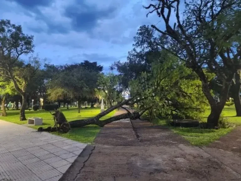 Efectos del temporal en el norte entrerriano con árbol caído y daños