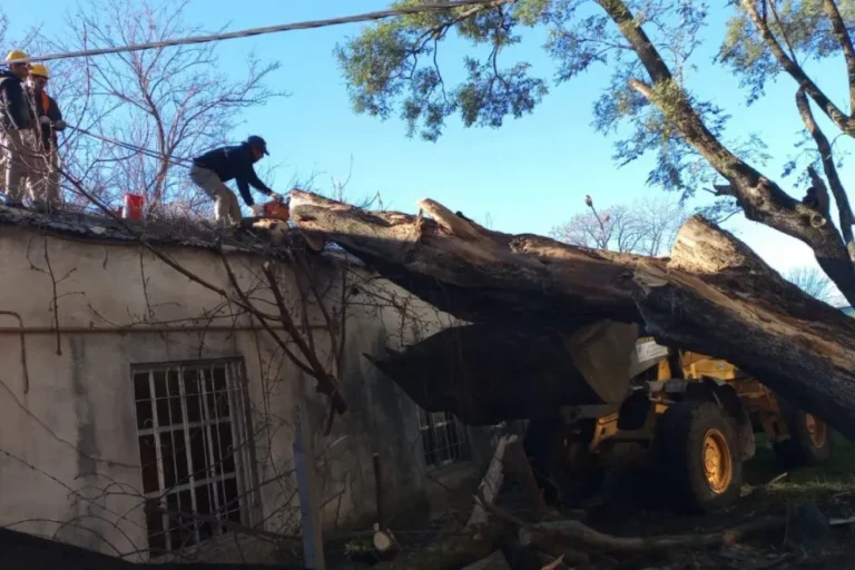 Árbol caído sobre el techo de la Maternidad del Hospital Centenario