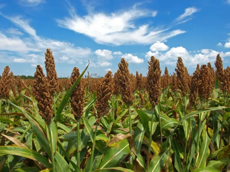 Campo de sorgo en Entre Ríos